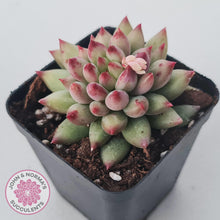 Load image into Gallery viewer, Pachyphytum 'Yeonji' - John & Norma's Succulents Australia