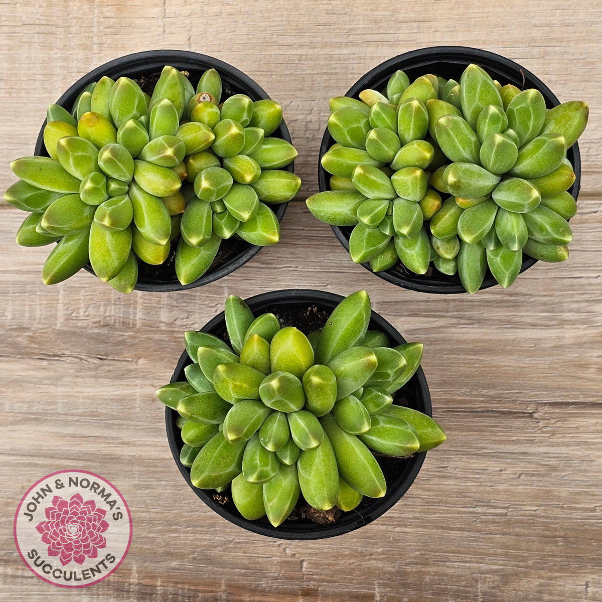 Pachyphytum compactum - Fat Leaf Green Form