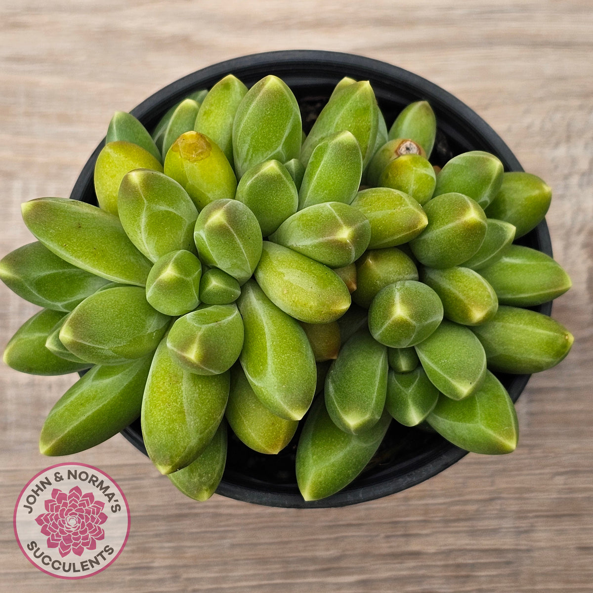 Pachyphytum compactum - Fat Leaf Green Form