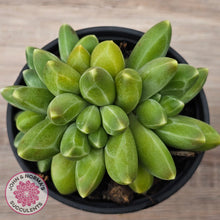 Load image into Gallery viewer, Pachyphytum compactum - Fat Leaf Green Form