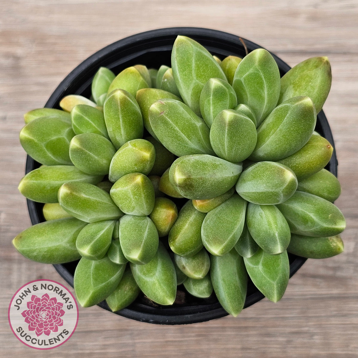 Pachyphytum compactum - Fat Leaf Green Form