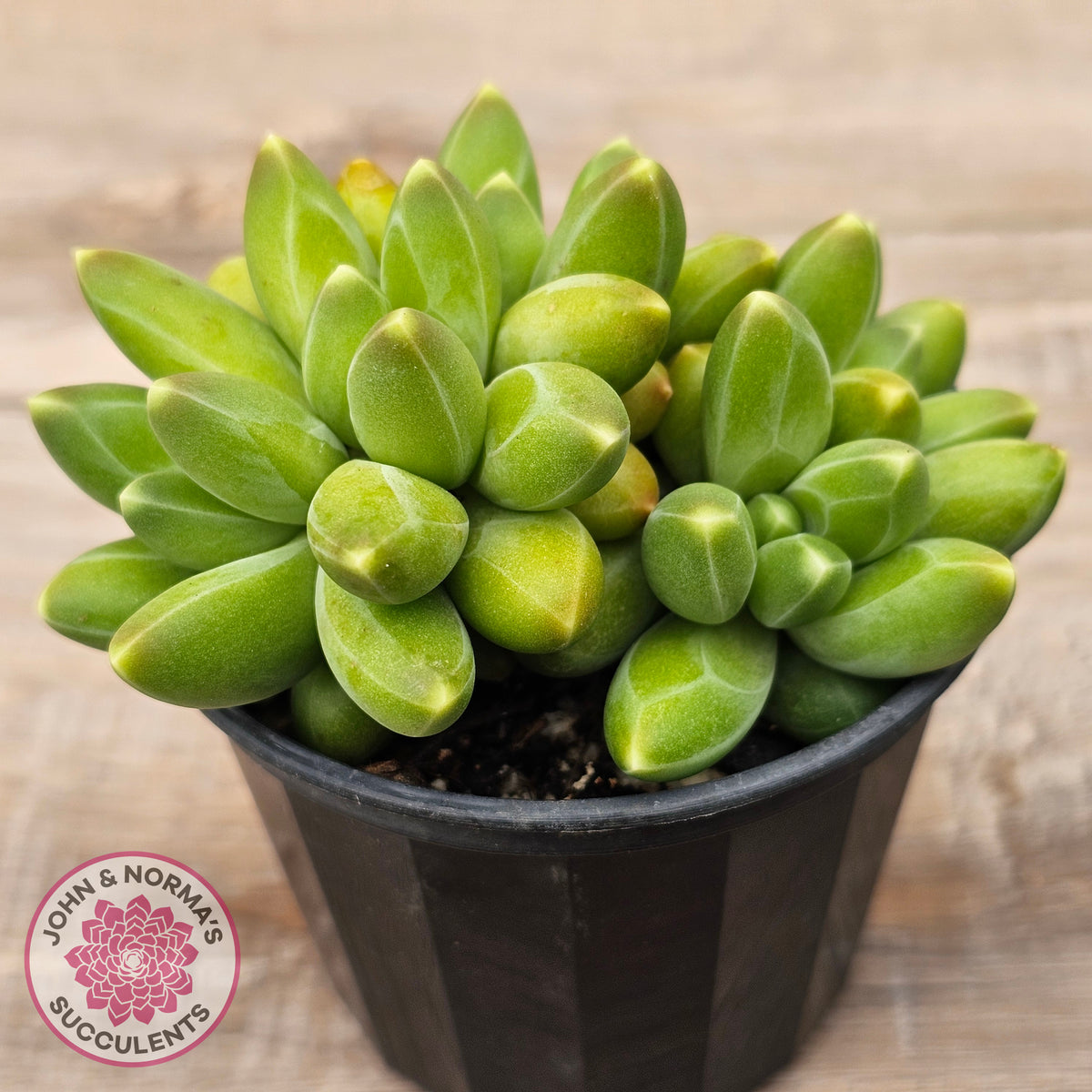 Pachyphytum compactum - Fat Leaf Green Form