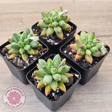 Load image into Gallery viewer, Pachyphytum compactum - Fat Leaf Green Form