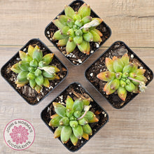 Load image into Gallery viewer, Pachyphytum compactum - Fat Leaf Green Form