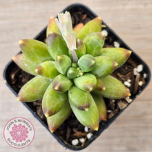 Load image into Gallery viewer, Pachyphytum compactum - Fat Leaf Green Form