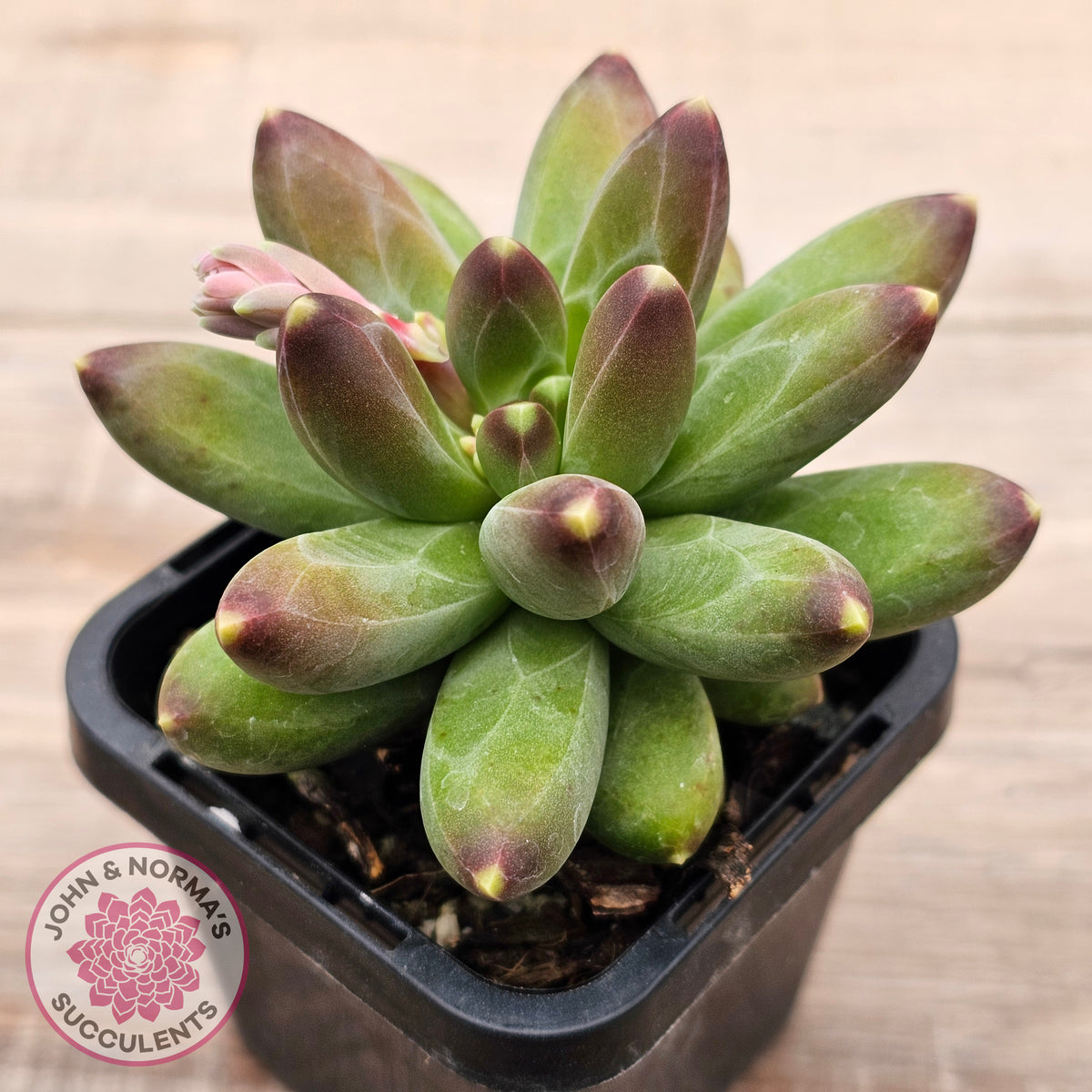Pachyphytum compactum - Fat Leaf Green Form