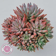 Load image into Gallery viewer, Pachyphytum compactum - White form