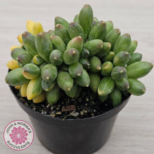 Load image into Gallery viewer, Pachyphytum compactum variegata crested
