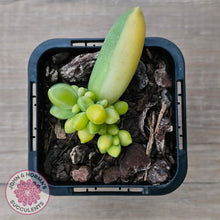 Load image into Gallery viewer, Pachyphytum compactum variegated - John & Norma's Succulents Australia