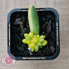 Load image into Gallery viewer, Pachyphytum compactum variegated - John & Norma's Succulents Australia