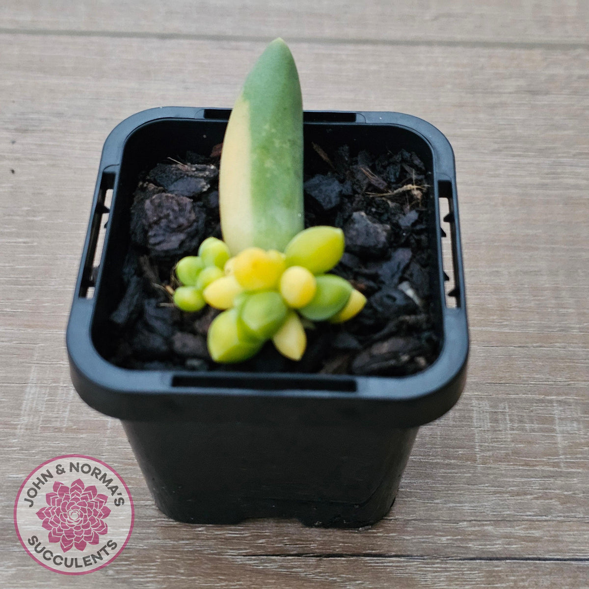 Pachyphytum compactum variegated