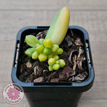 Load image into Gallery viewer, Pachyphytum compactum variegated - John & Norma's Succulents Australia