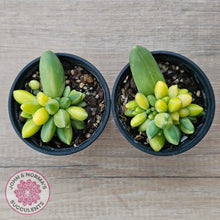 Load image into Gallery viewer, Pachyphytum compactum variegated - John & Norma's Succulents Australia