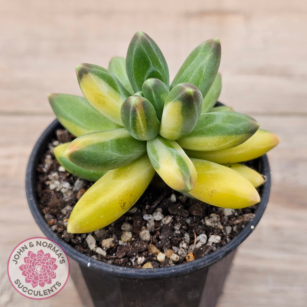 Pachyphytum compactum variegated