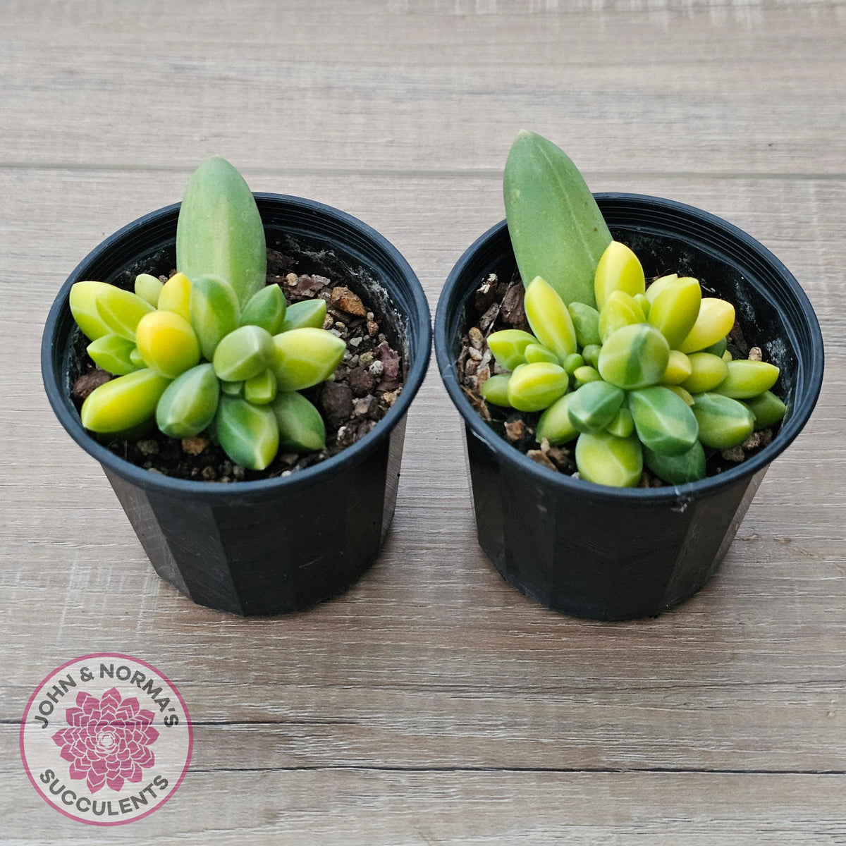 Pachyphytum compactum variegated