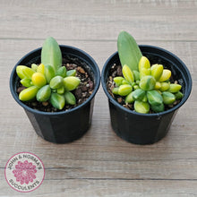 Load image into Gallery viewer, Pachyphytum compactum variegated - John & Norma's Succulents Australia