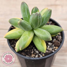 Load image into Gallery viewer, Pachyphytum compactum variegated
