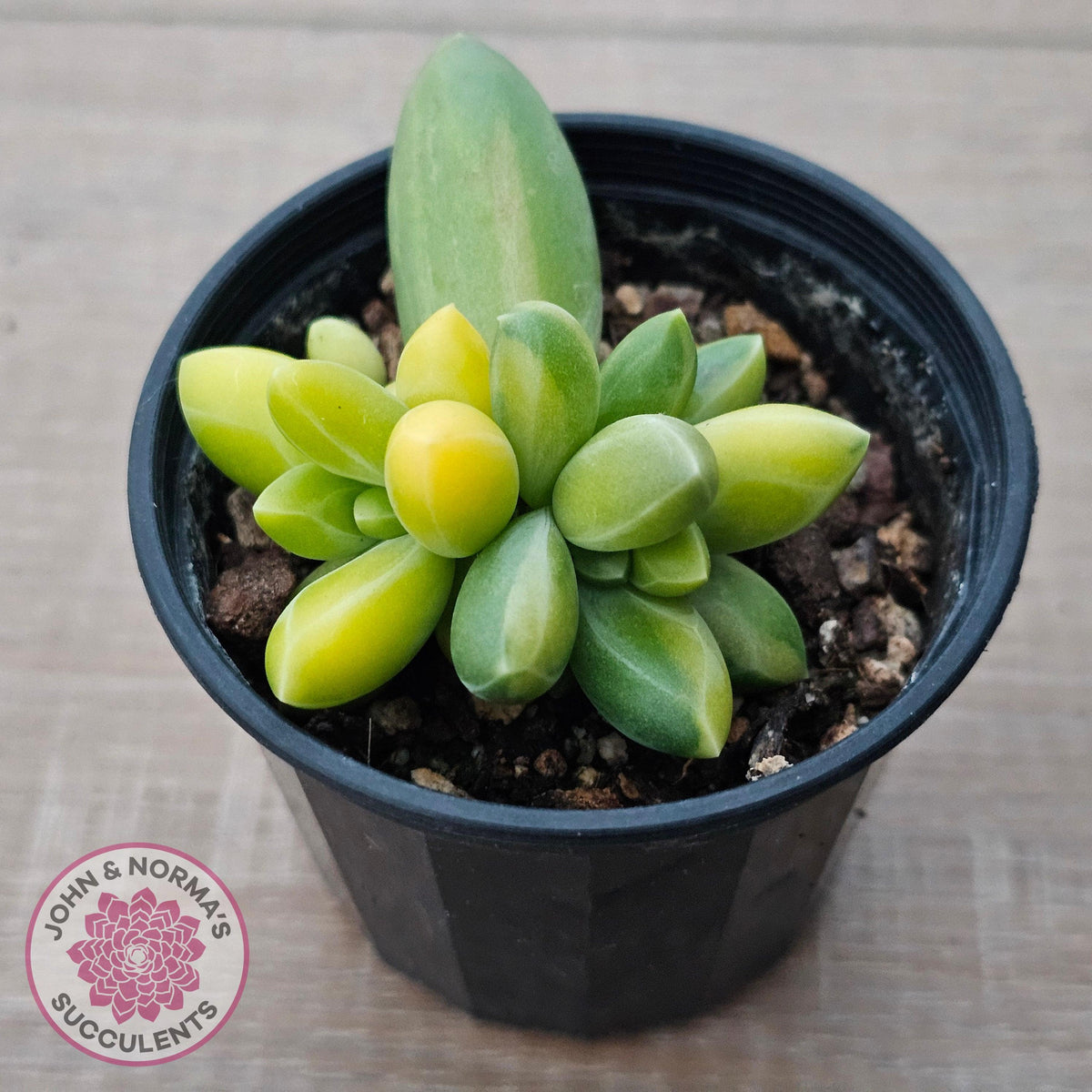 Pachyphytum compactum variegated