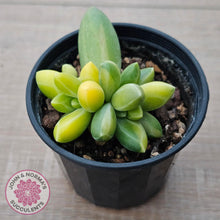 Load image into Gallery viewer, Pachyphytum compactum variegated - John & Norma's Succulents Australia