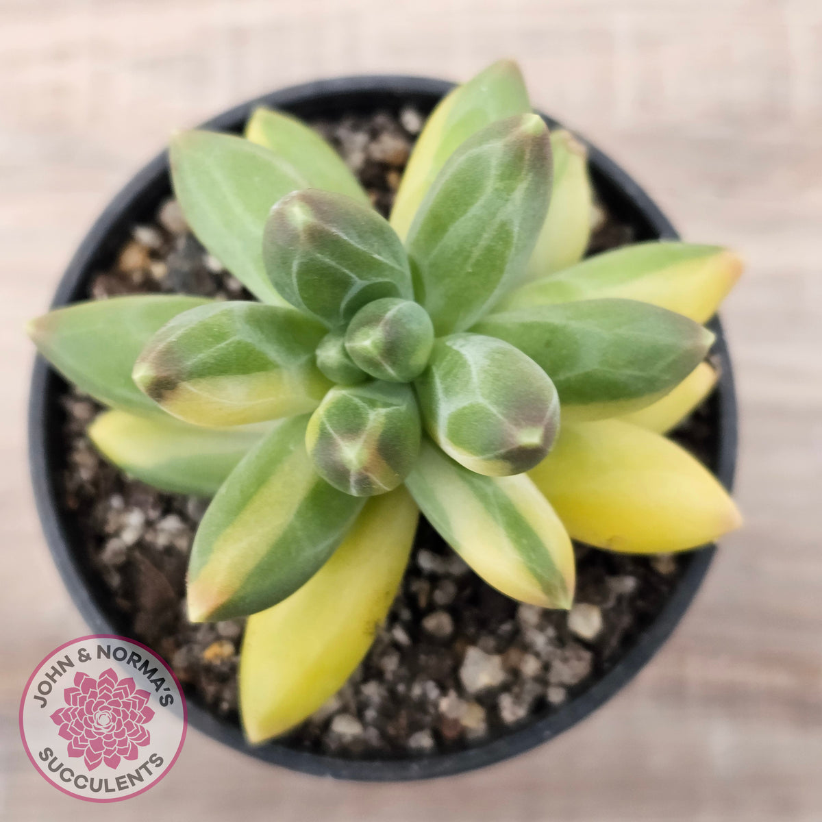 Pachyphytum compactum variegated