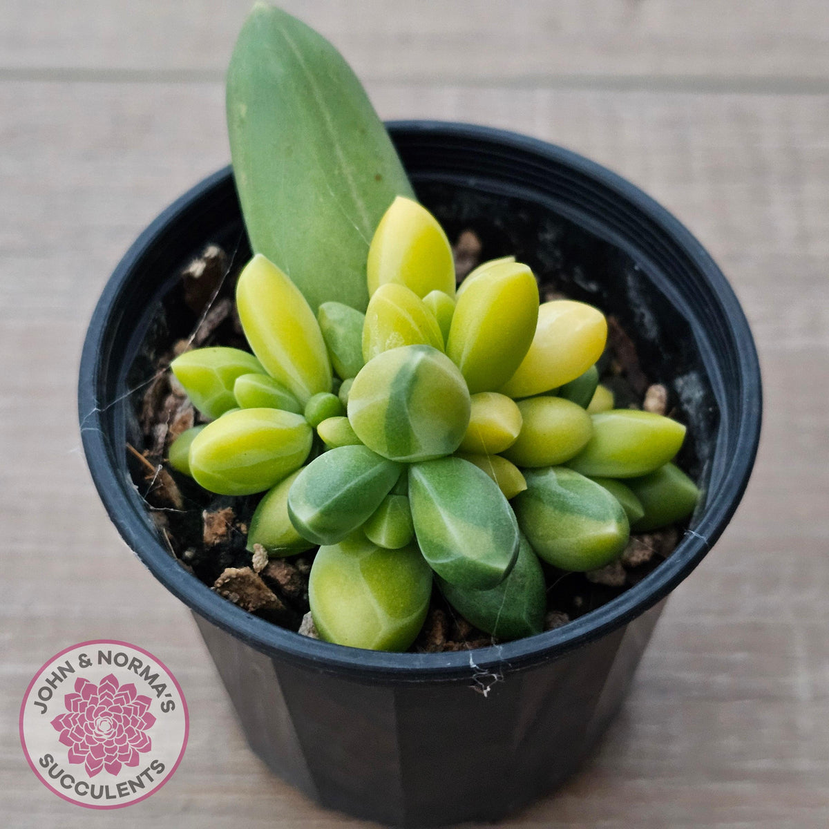 Pachyphytum compactum variegated