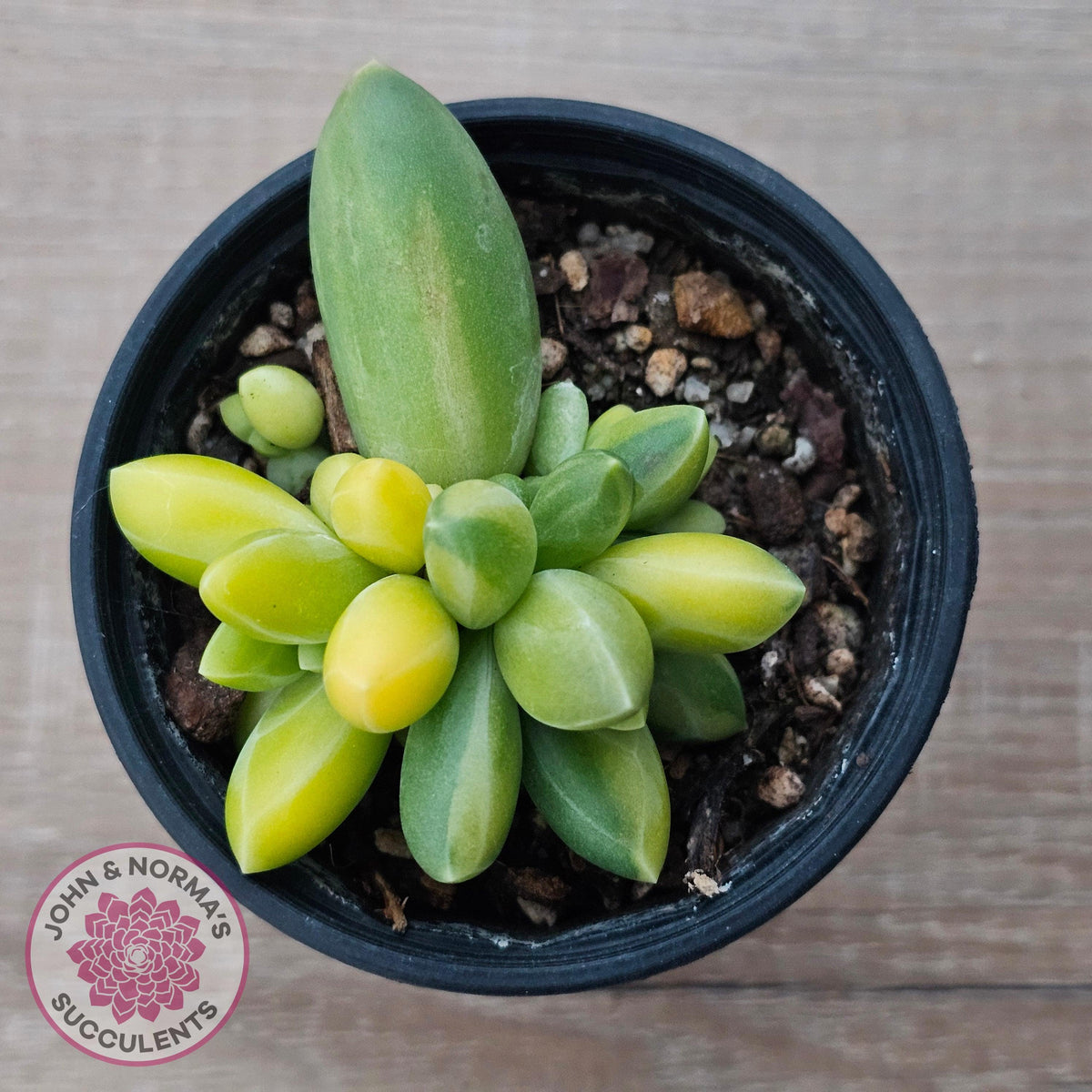 Pachyphytum compactum variegated
