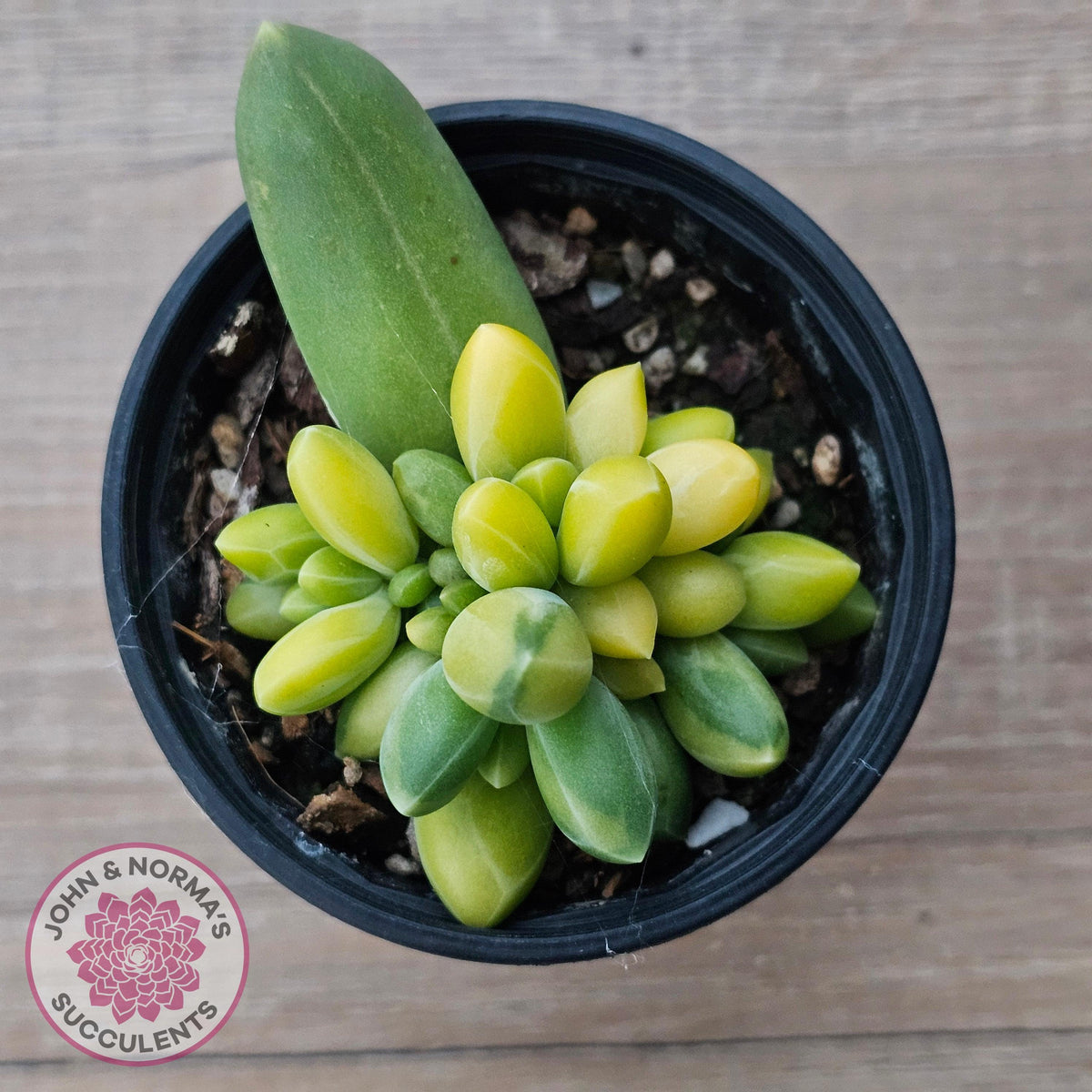 Pachyphytum compactum variegated