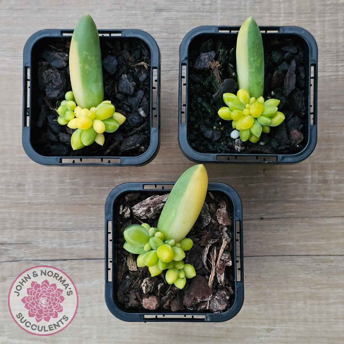 Pachyphytum compactum variegated