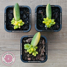 Load image into Gallery viewer, Pachyphytum compactum variegated - John & Norma's Succulents Australia
