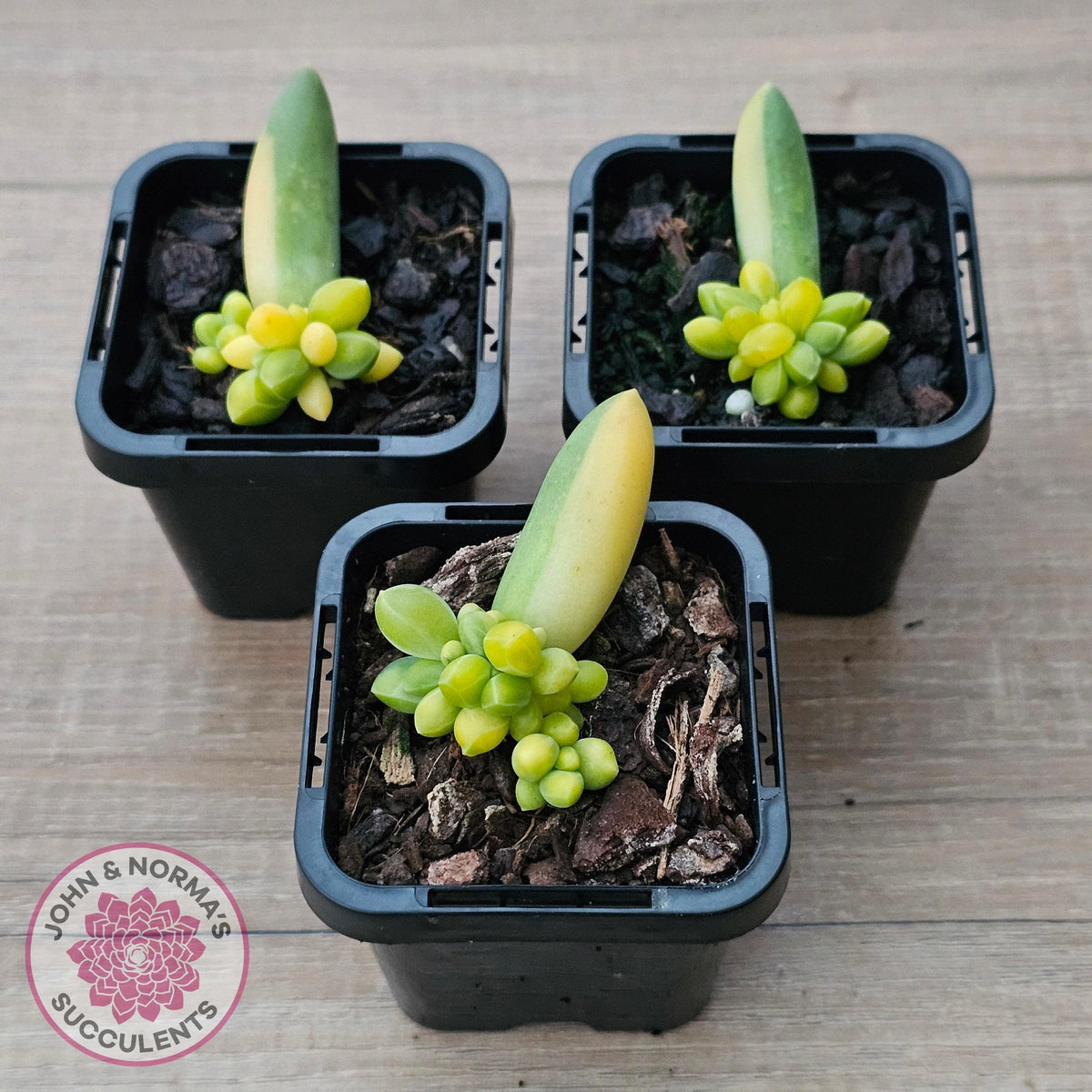 Pachyphytum compactum variegated