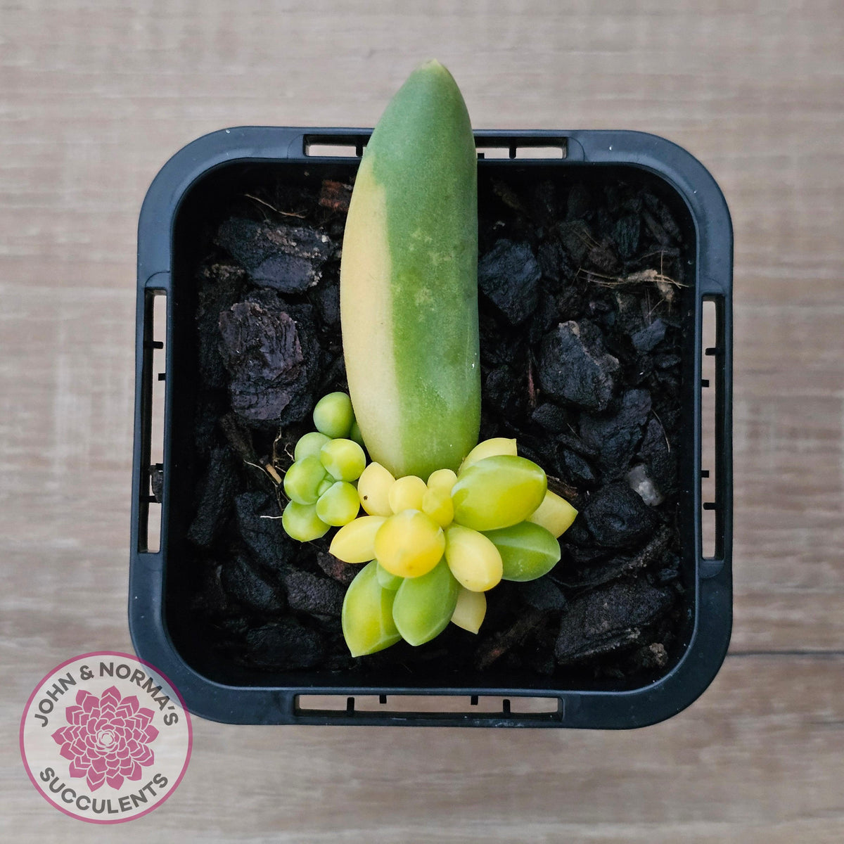 Pachyphytum compactum variegated