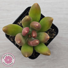 Load image into Gallery viewer, Pachyphytum fittkaui