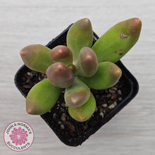 Load image into Gallery viewer, Pachyphytum fittkaui