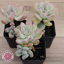 Load image into Gallery viewer, Pachyphytum garciae 'Apple Cheese' (Double Heads)