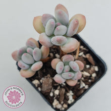 Load image into Gallery viewer, Pachyphytum garciae 'Apple Cheese' - John & Norma's Succulents Australia