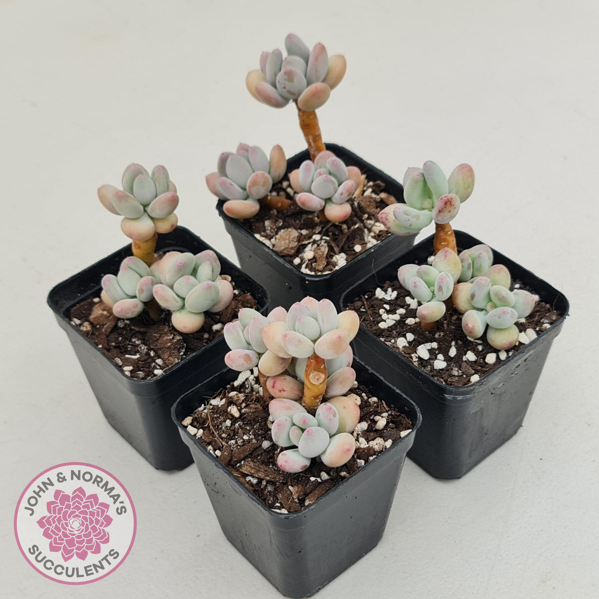 Pachyphytum garciae 'Apple Cheese'
