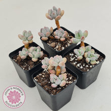 Load image into Gallery viewer, Pachyphytum garciae 'Apple Cheese' - John & Norma's Succulents Australia