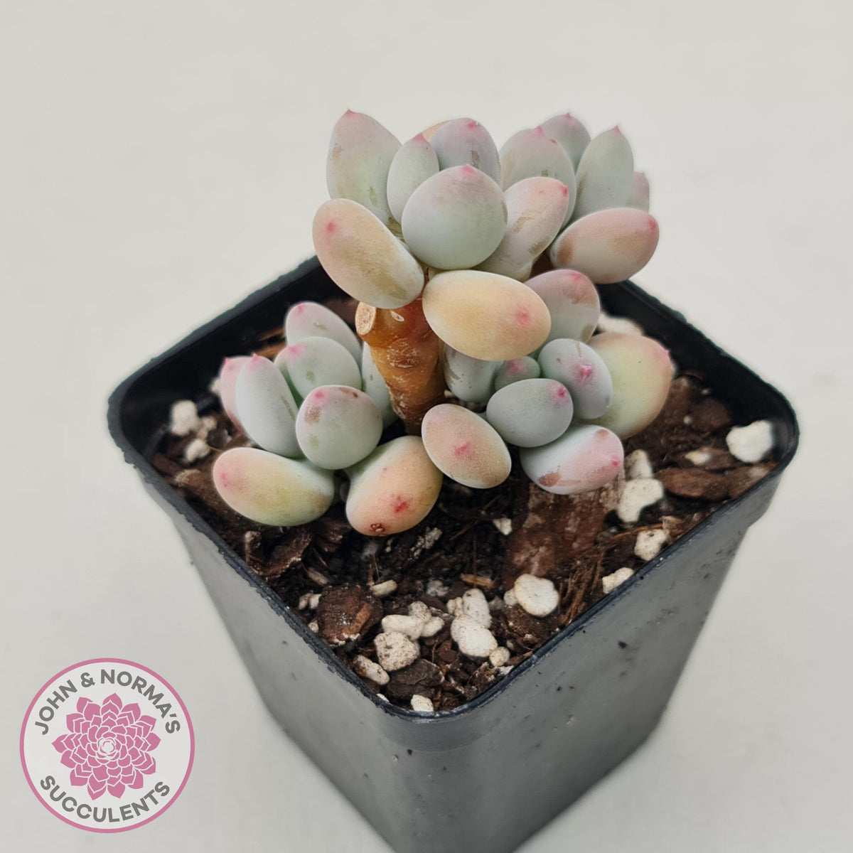 Pachyphytum garciae 'Apple Cheese'