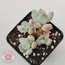 Load image into Gallery viewer, Pachyphytum garciae 'Apple Cheese' - John & Norma's Succulents Australia