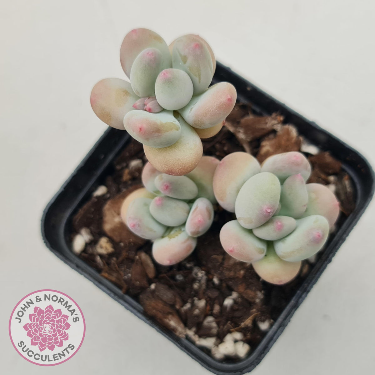 Pachyphytum garciae 'Apple Cheese'