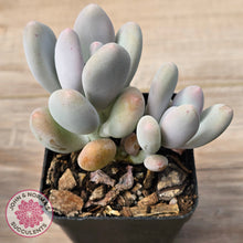 Load image into Gallery viewer, Pachyphytum oviferum 'Blue Haze'