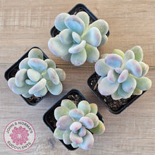 Load image into Gallery viewer, Pachyphytum oviferum 'Blue Haze'