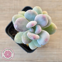 Load image into Gallery viewer, Pachyphytum oviferum 'Blue Haze'