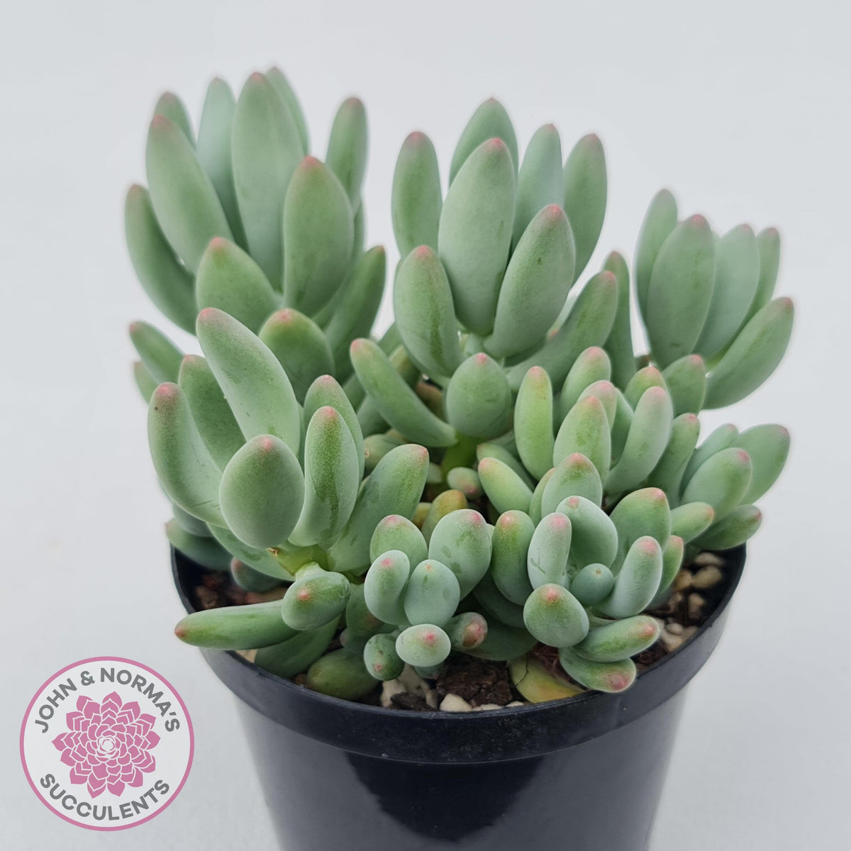 Pachyphytum oviferum mikadukibijin
