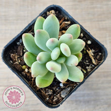 Load image into Gallery viewer, Pachyphytum oviferum mikadukibijin - John & Norma's Succulents Australia