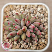 Load image into Gallery viewer, Pachyphytum 'Cherry'