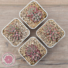 Load image into Gallery viewer, Pachyphytum 'Cherry'
