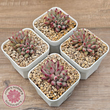Load image into Gallery viewer, Pachyphytum 'Cherry'