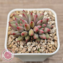 Load image into Gallery viewer, Pachyphytum 'Cherry'