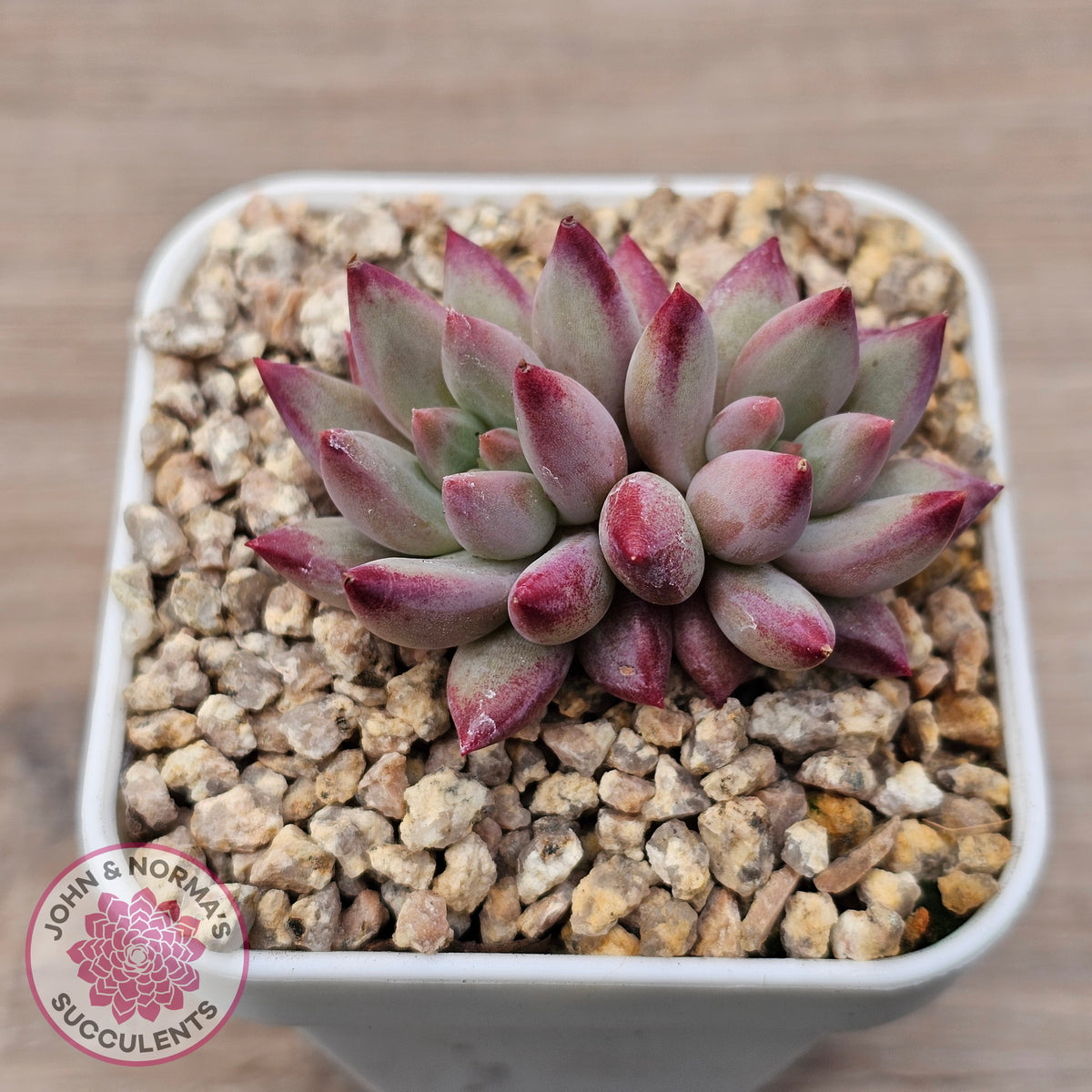 Pachyphytum 'Cherry'